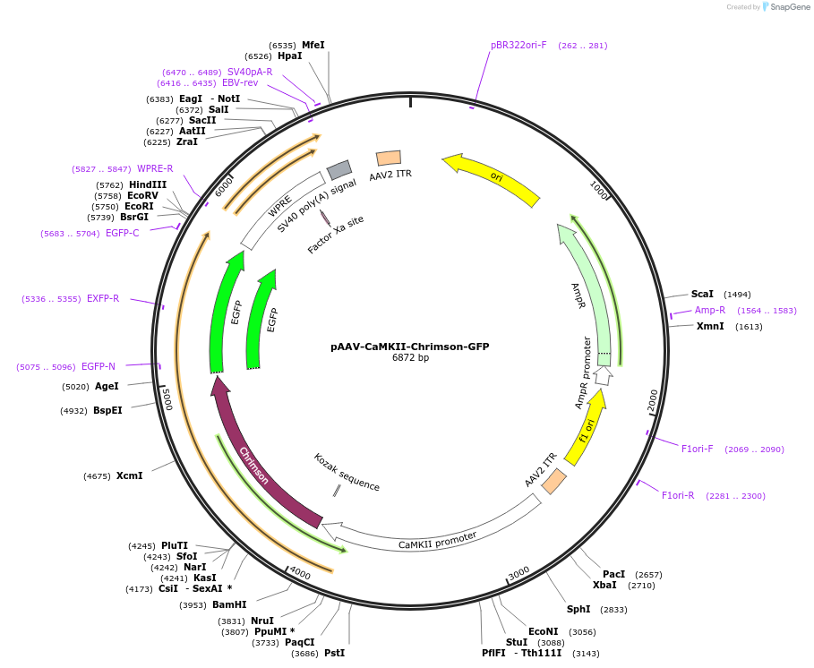 62718-plasmid-map-sequence-id-130463