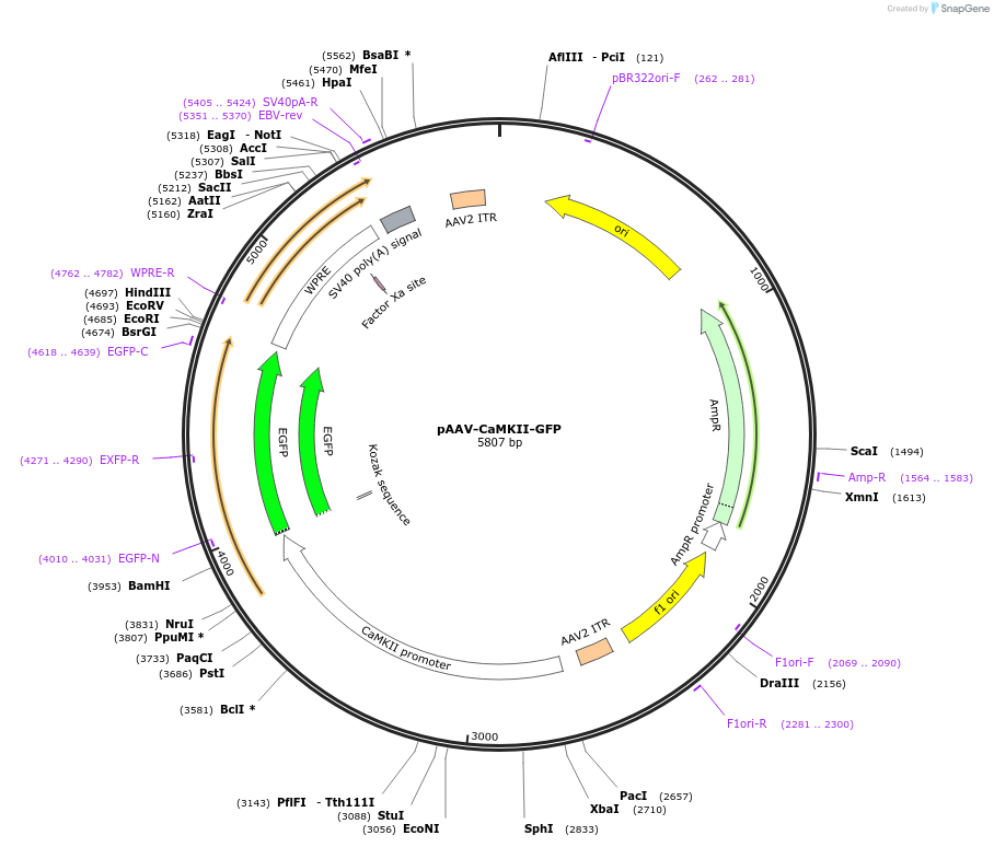 64545-plasmid-map-sequence-id-130468