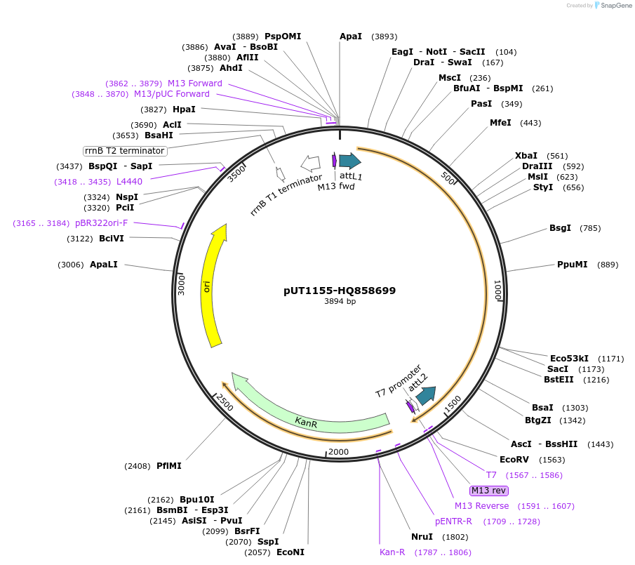 27745-plasmid-map-sequence-id-13049