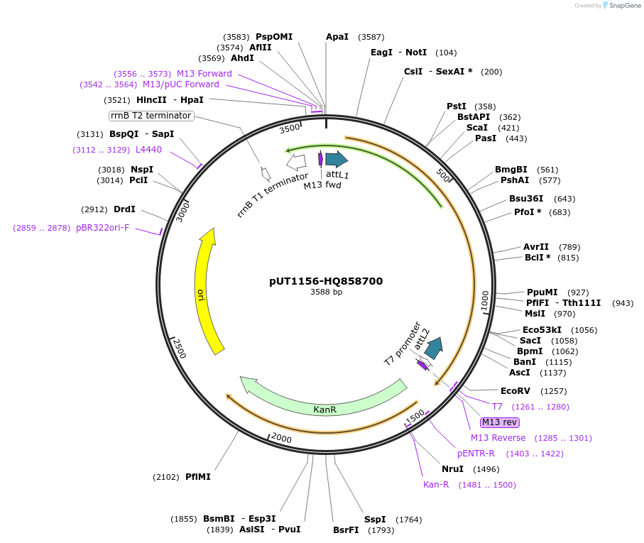 27746-plasmid-map-sequence-id-13050