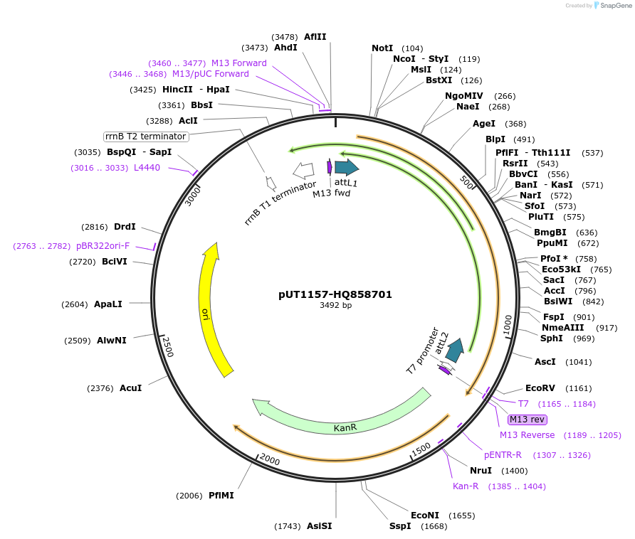 27747-plasmid-map-sequence-id-13051