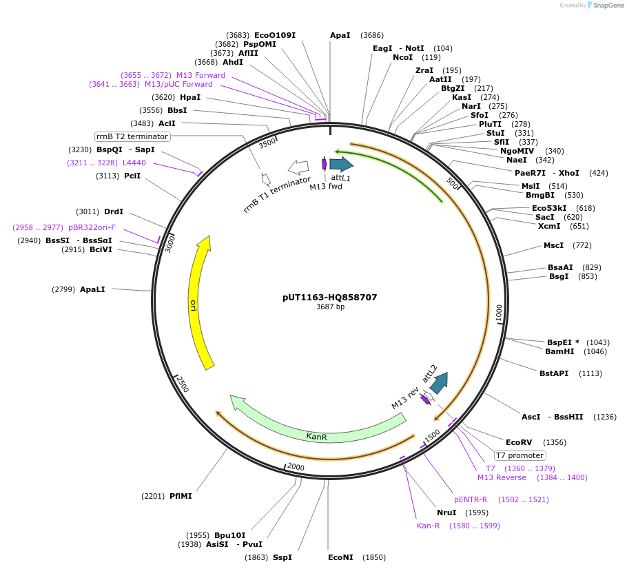 27753-plasmid-map-sequence-id-13057