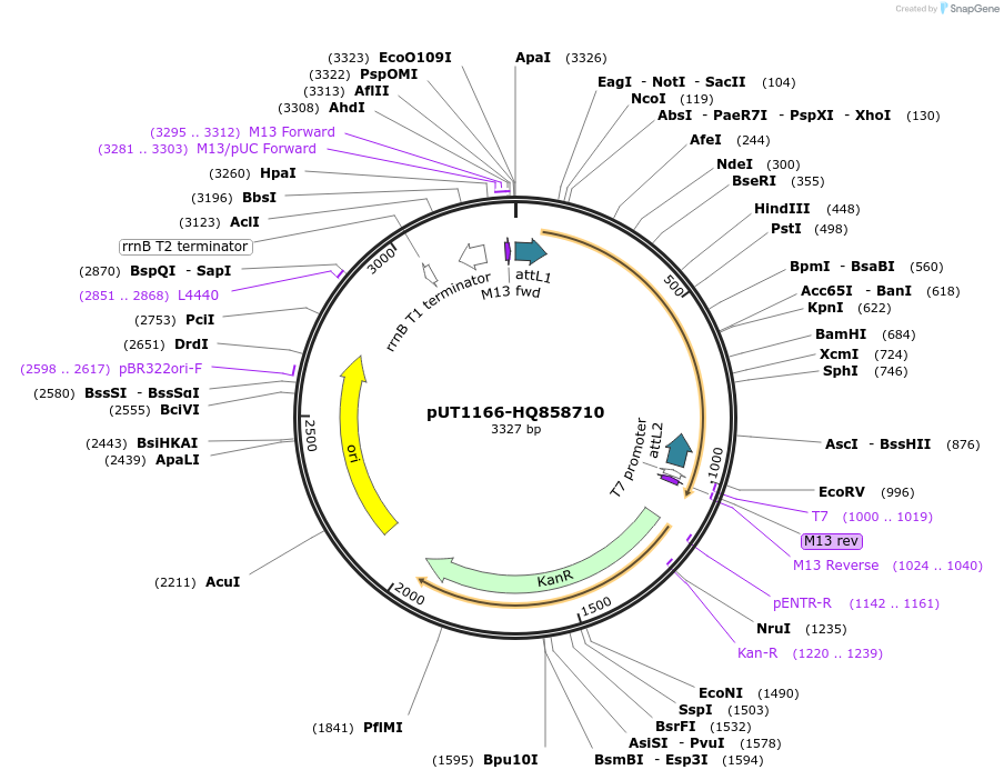 27756-plasmid-map-sequence-id-13060