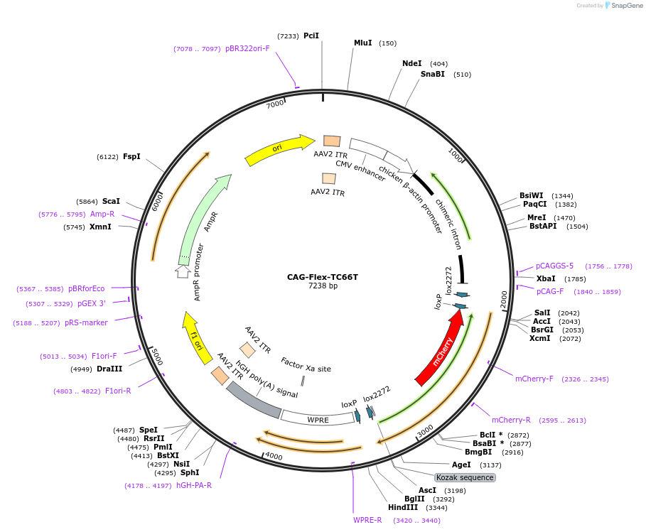 48331-plasmid-map-sequence-id-130617