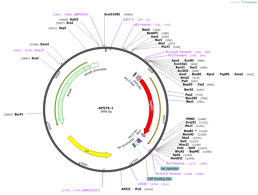 71277-plasmid-map-sequence-id-130625