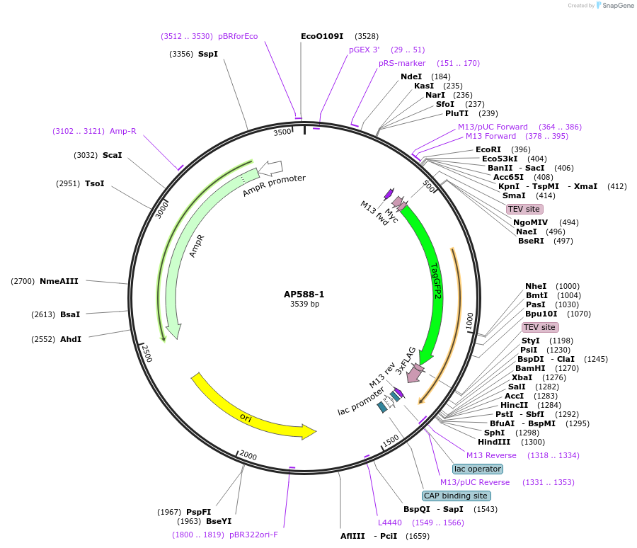 71278-plasmid-map-sequence-id-130626