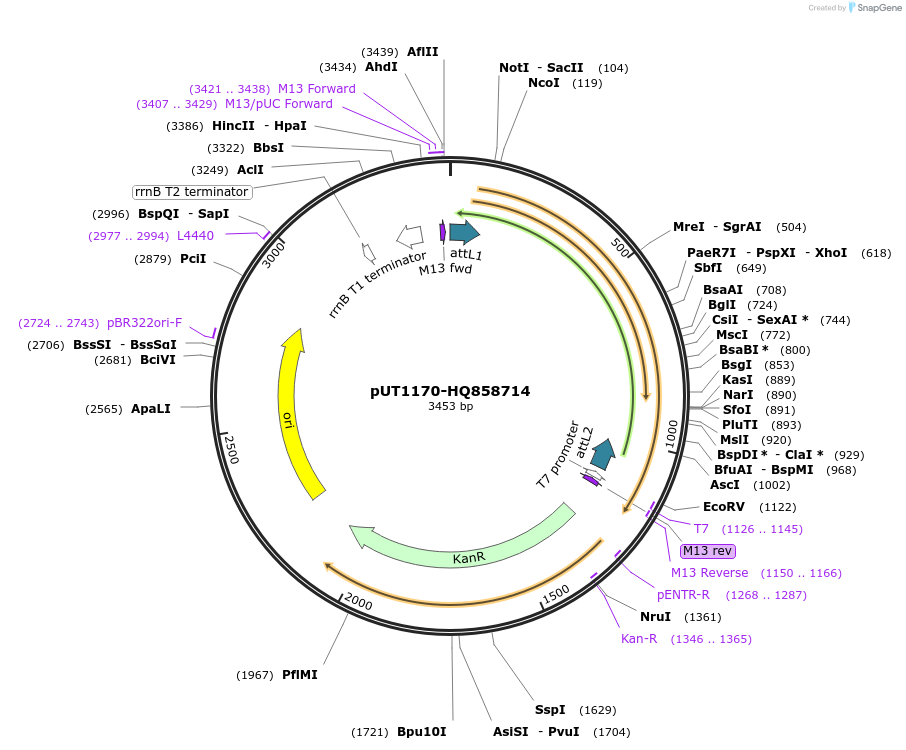 27760-plasmid-map-sequence-id-13064