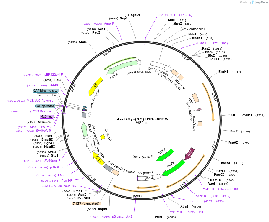 51004-plasmid-map-sequence-id-130655