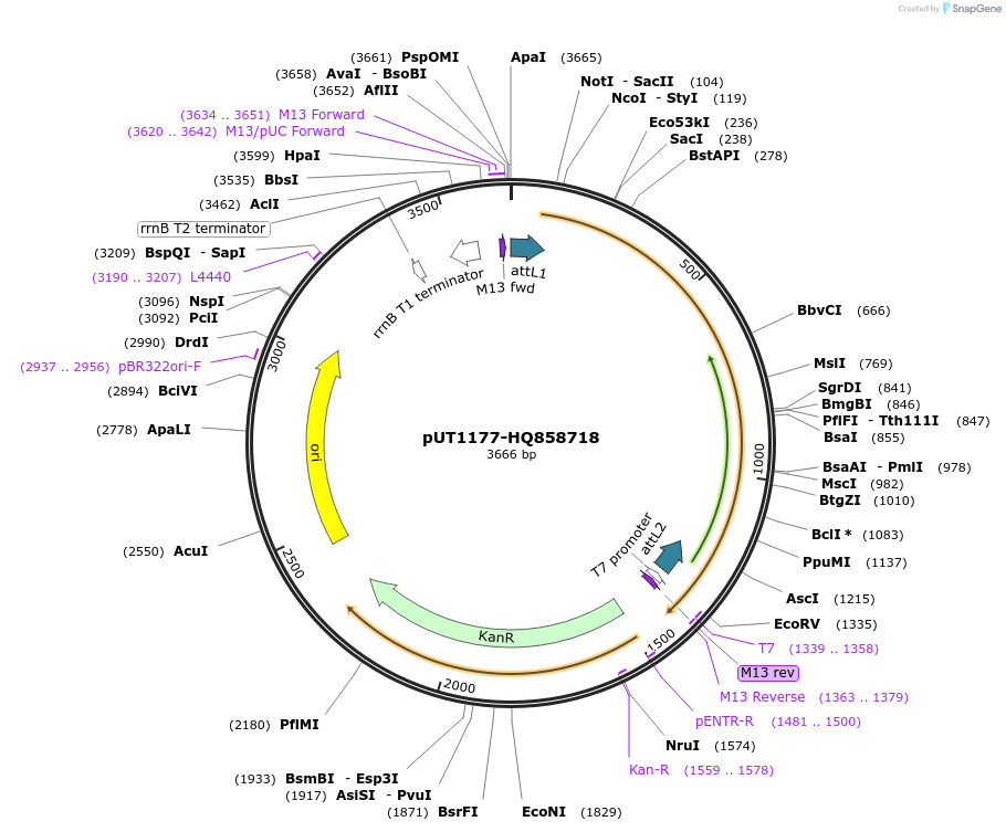 27768-plasmid-map-sequence-id-13072