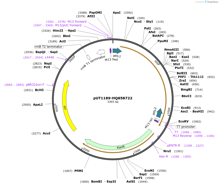 27772-plasmid-map-sequence-id-13076