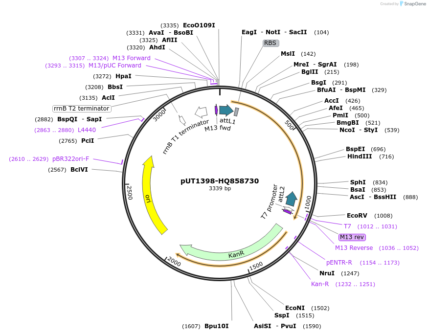 27780-plasmid-map-sequence-id-13084