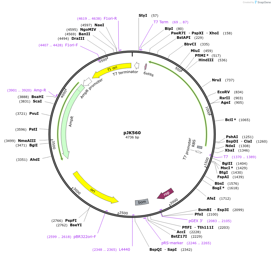 71585-plasmid-map-sequence-id-130921