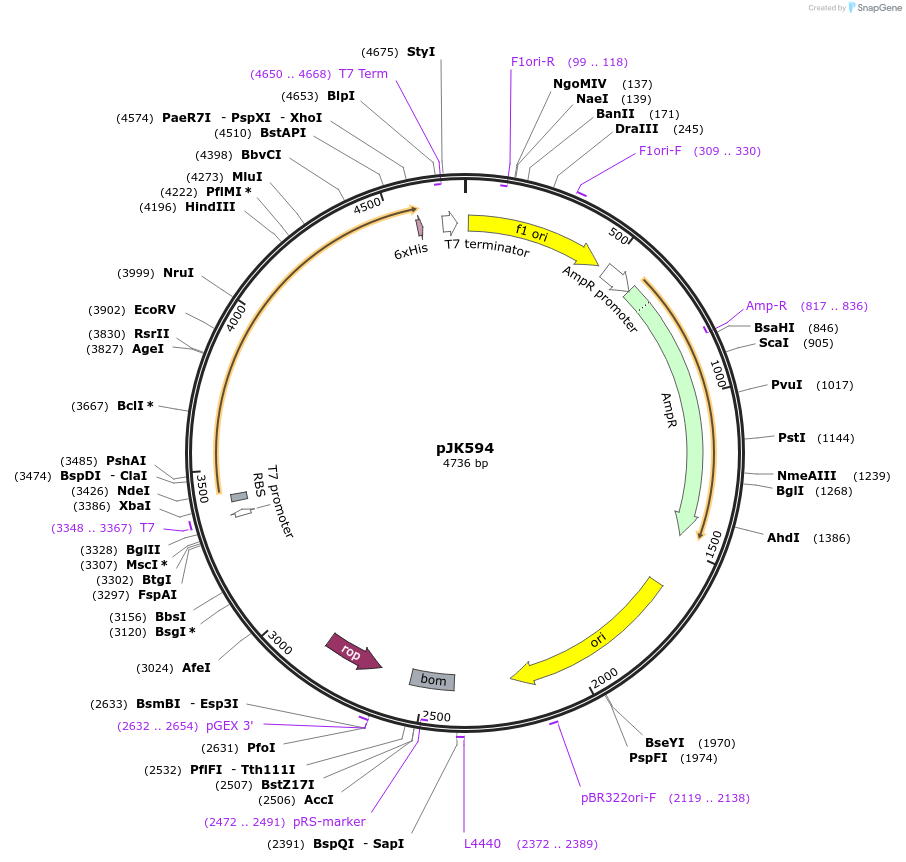 71588-plasmid-map-sequence-id-130924