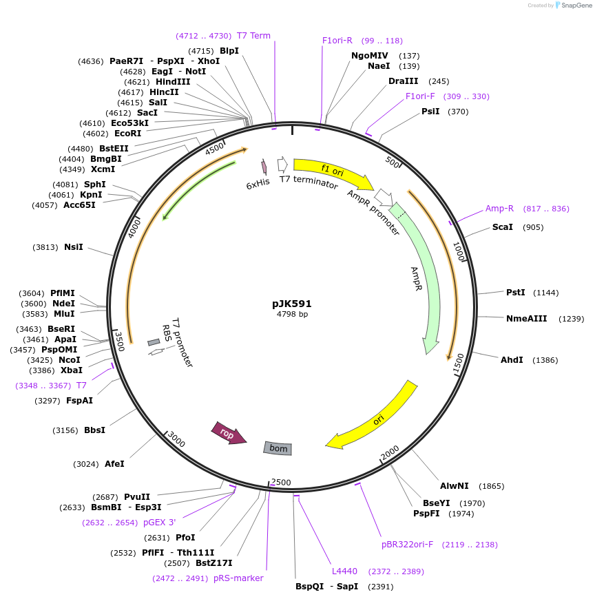 71589-plasmid-map-sequence-id-130927