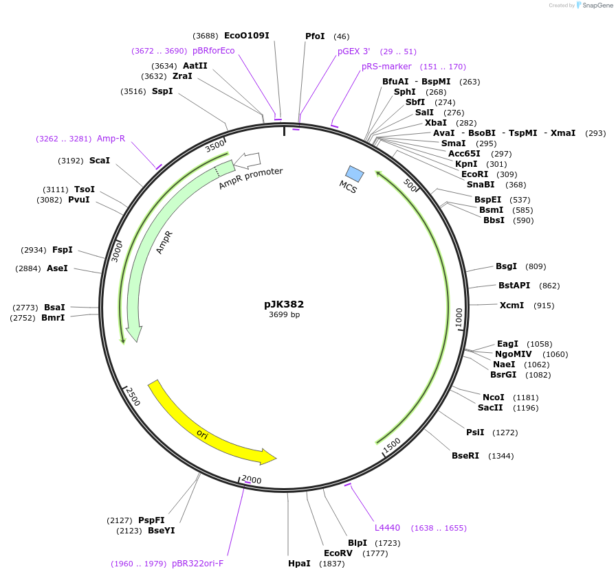 71574-plasmid-map-sequence-id-130942