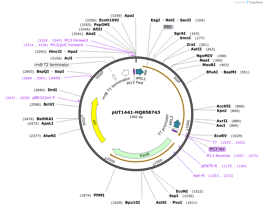 27825-plasmid-map-sequence-id-13099