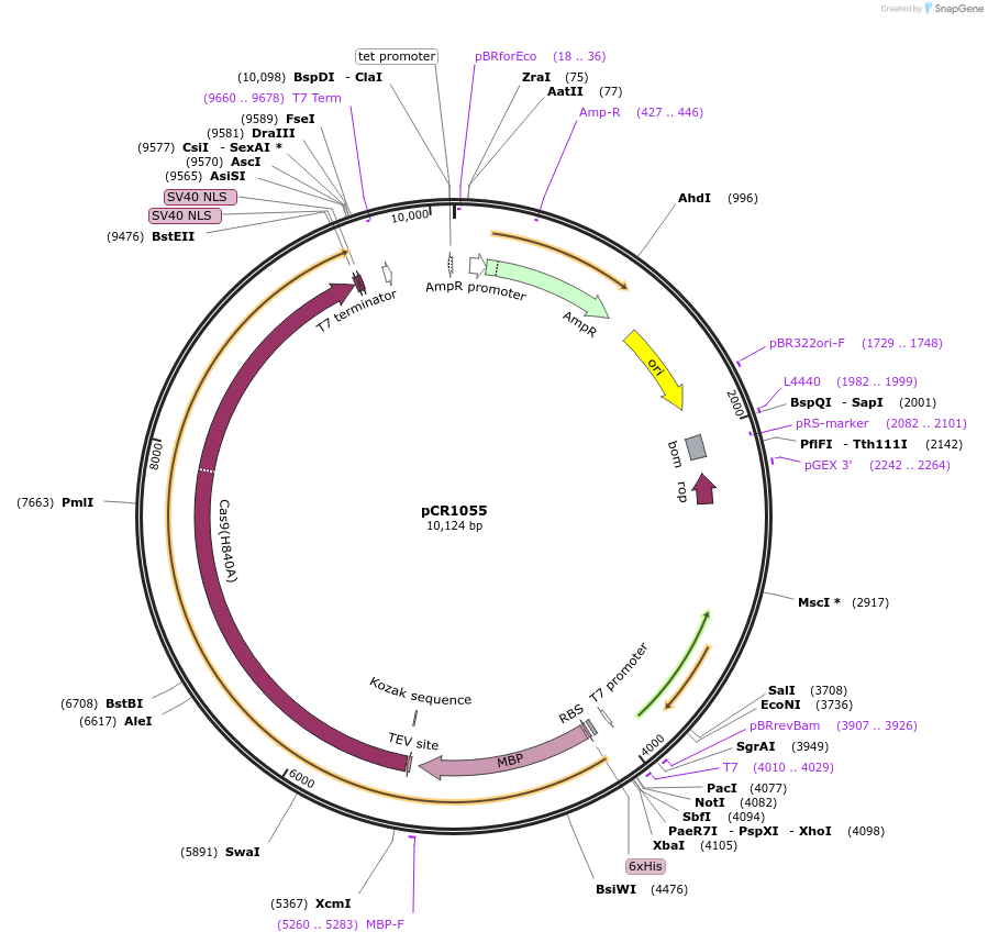 71823-plasmid-map-sequence-id-131018