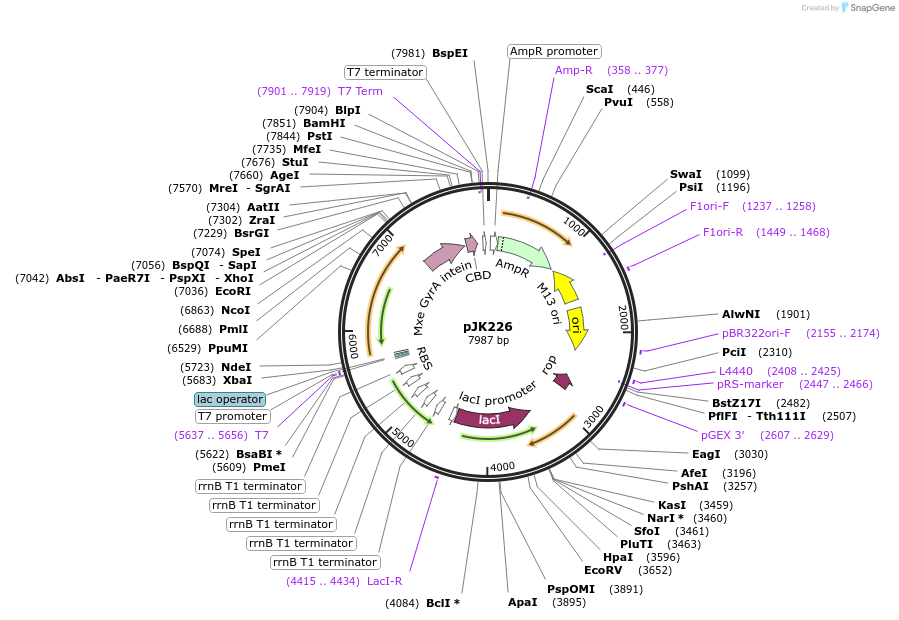 71125-plasmid-map-sequence-id-131027