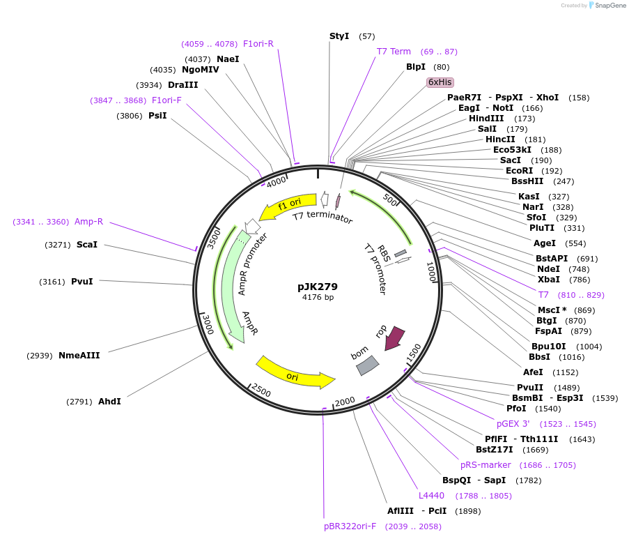 71135-plasmid-map-sequence-id-131034
