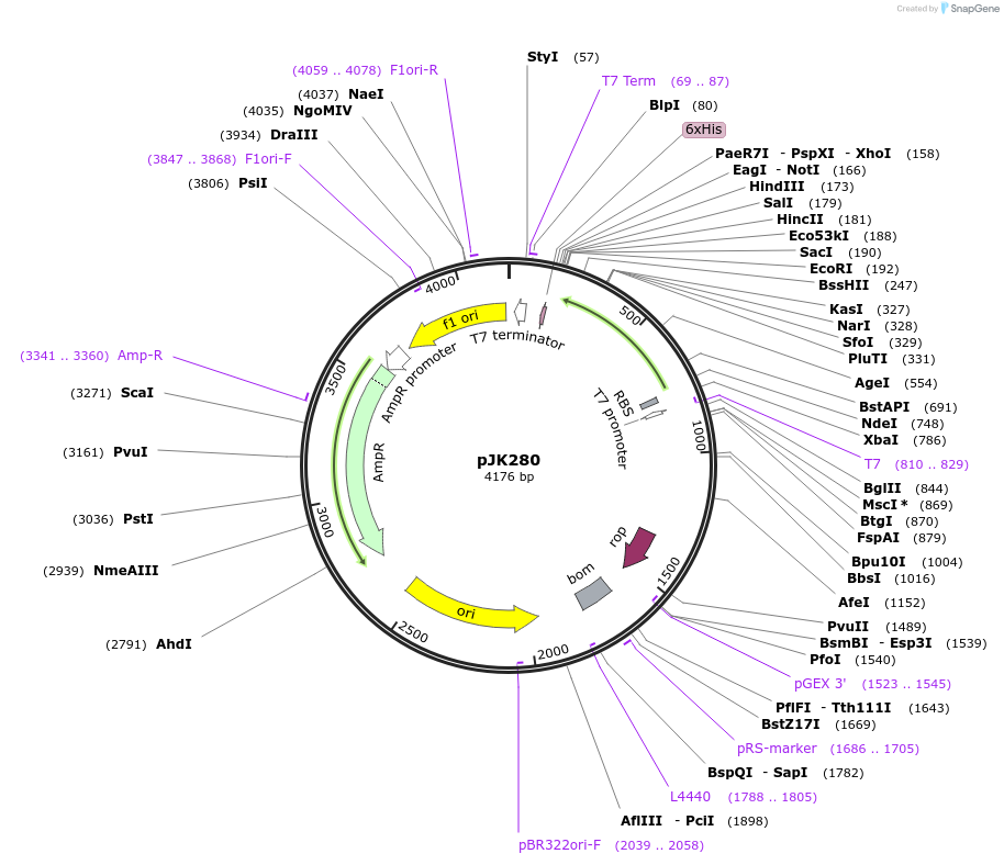71136-plasmid-map-sequence-id-131035