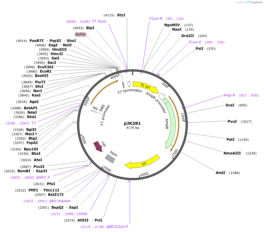 71137-plasmid-map-sequence-id-131036