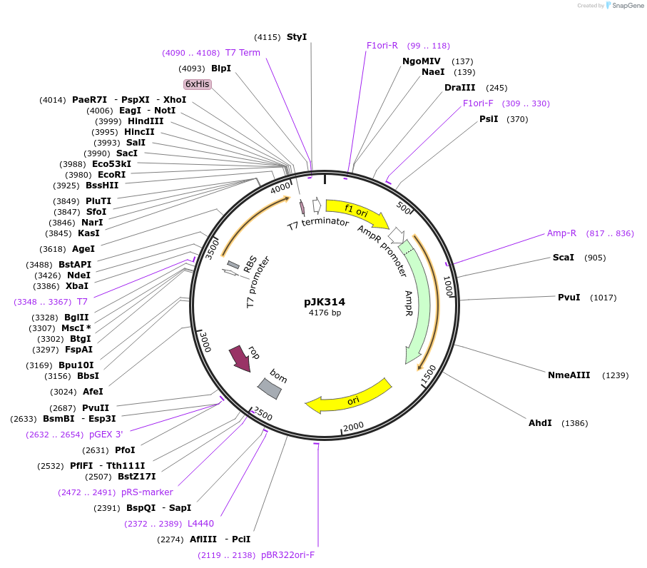 71140-plasmid-map-sequence-id-131039