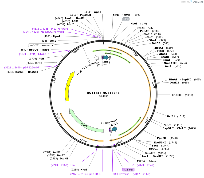 27830-plasmid-map-sequence-id-13104