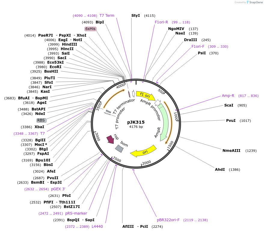 71141-plasmid-map-sequence-id-131040