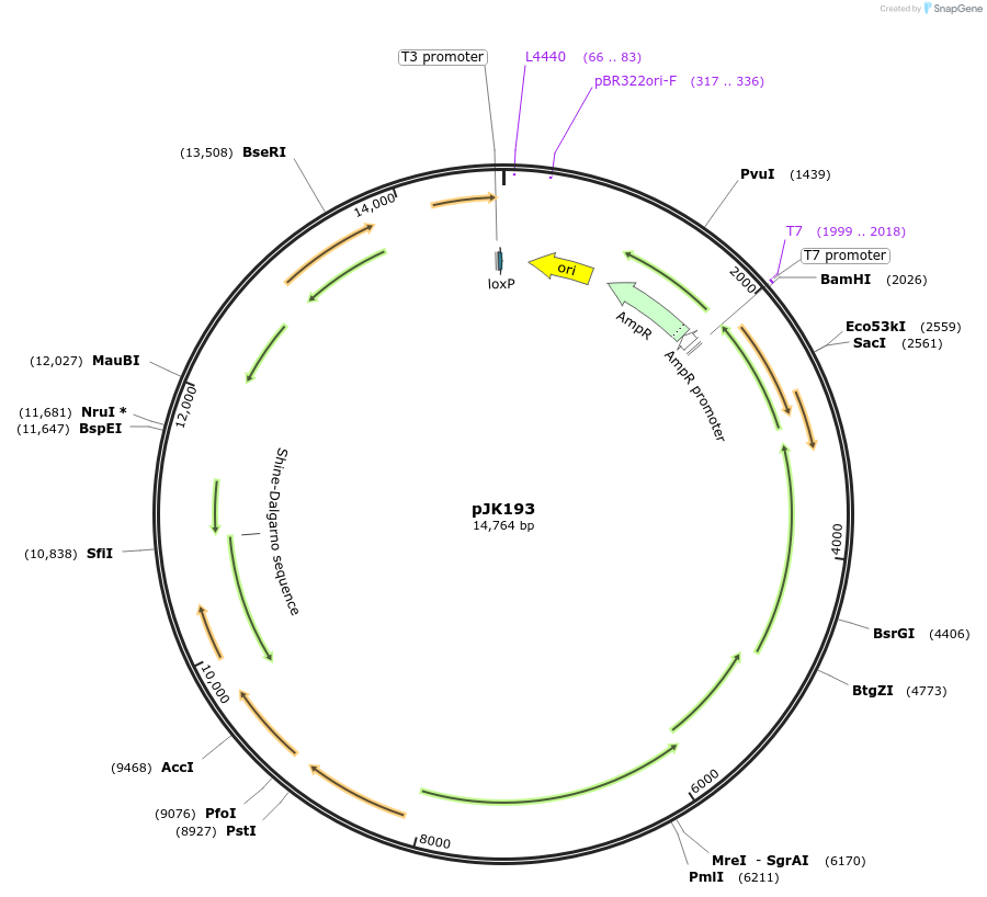 71834-plasmid-map-sequence-id-131053