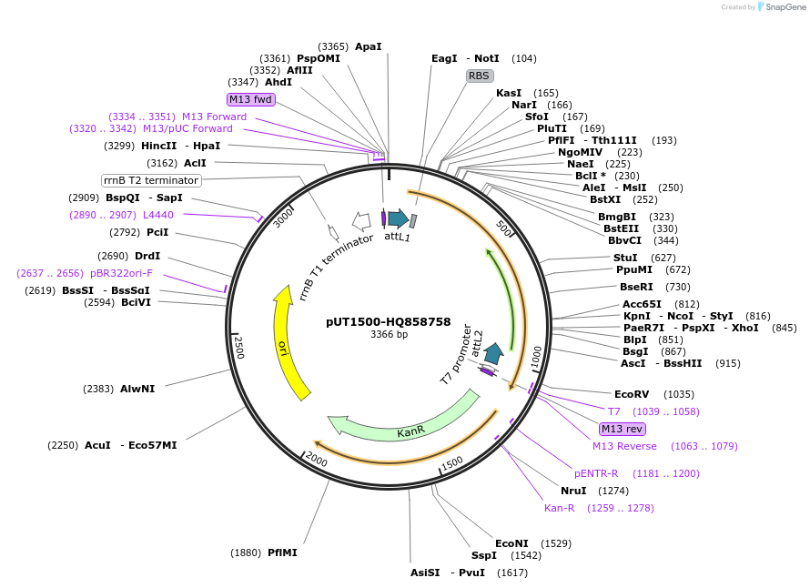 27840-plasmid-map-sequence-id-13114