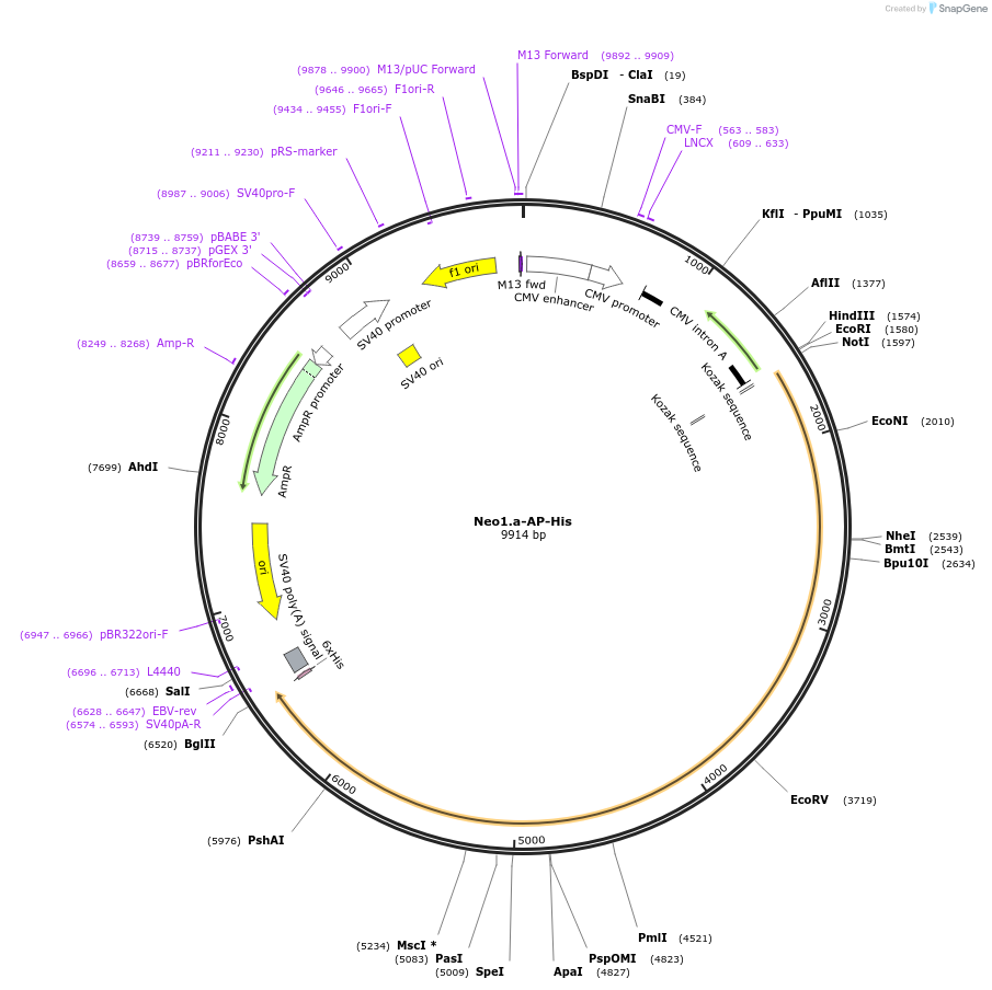 71963-plasmid-map-sequence-id-131149