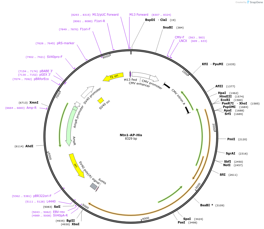 71978-plasmid-map-sequence-id-131164
