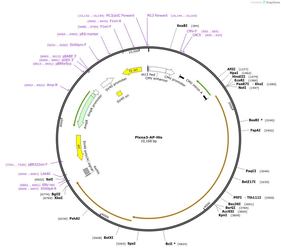 71998-plasmid-map-sequence-id-131184