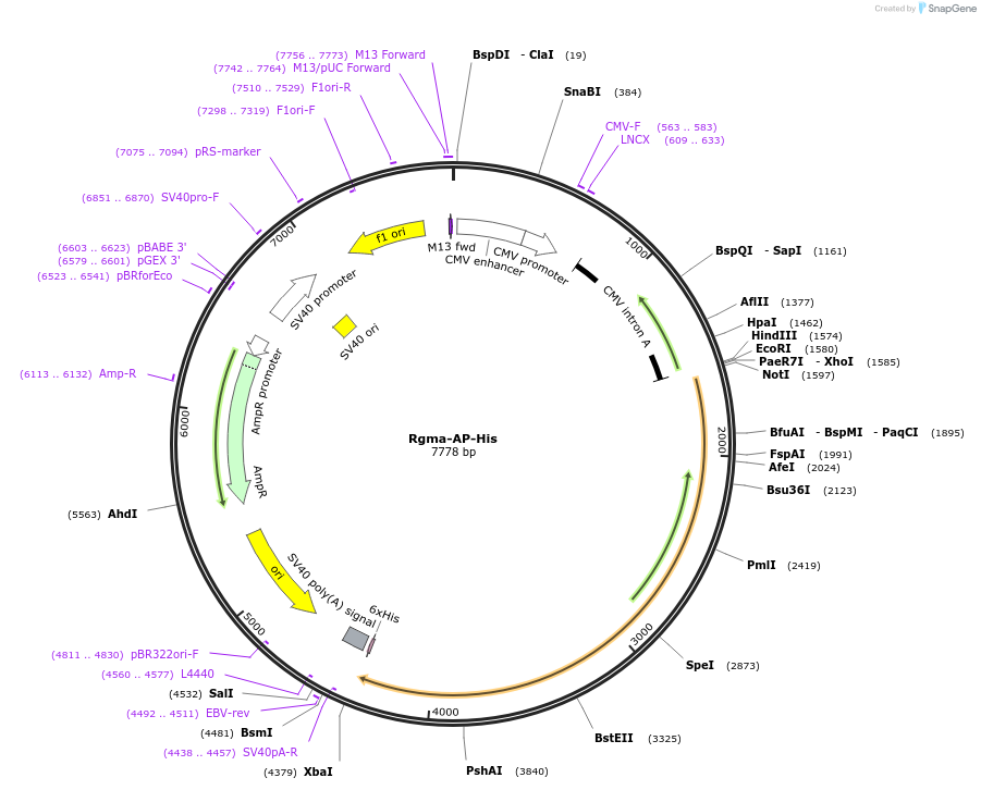72007-plasmid-map-sequence-id-131193