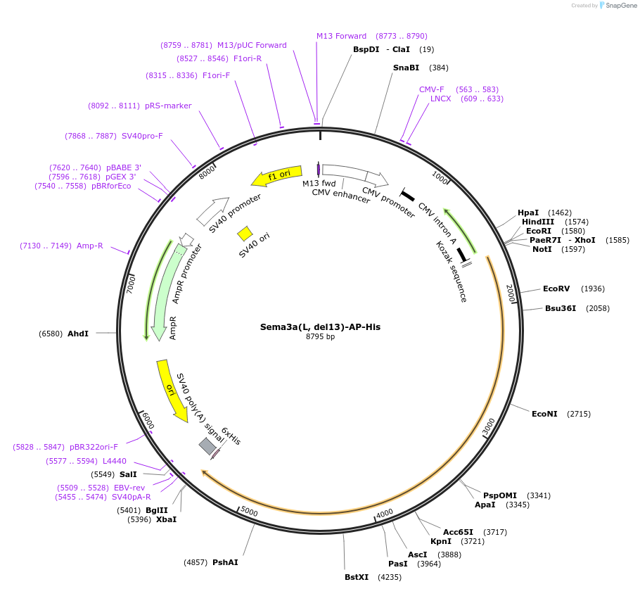 72011-plasmid-map-sequence-id-131197