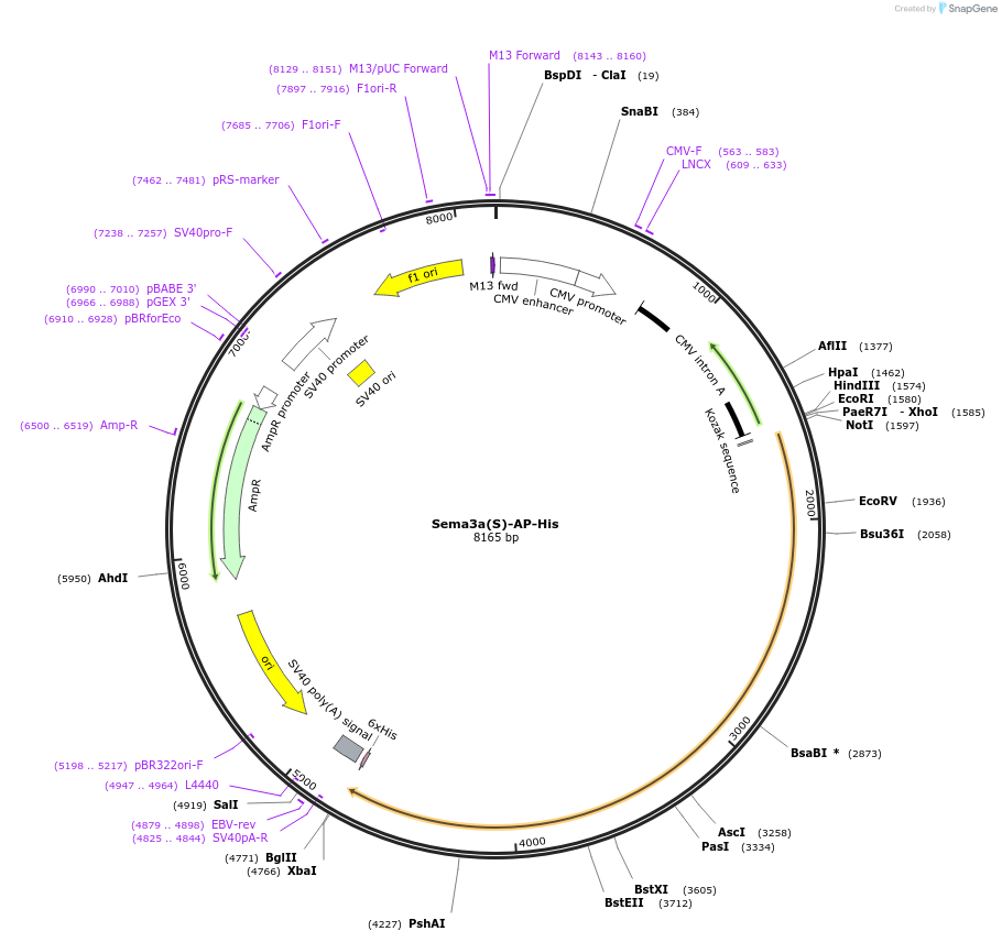 72012-plasmid-map-sequence-id-131198