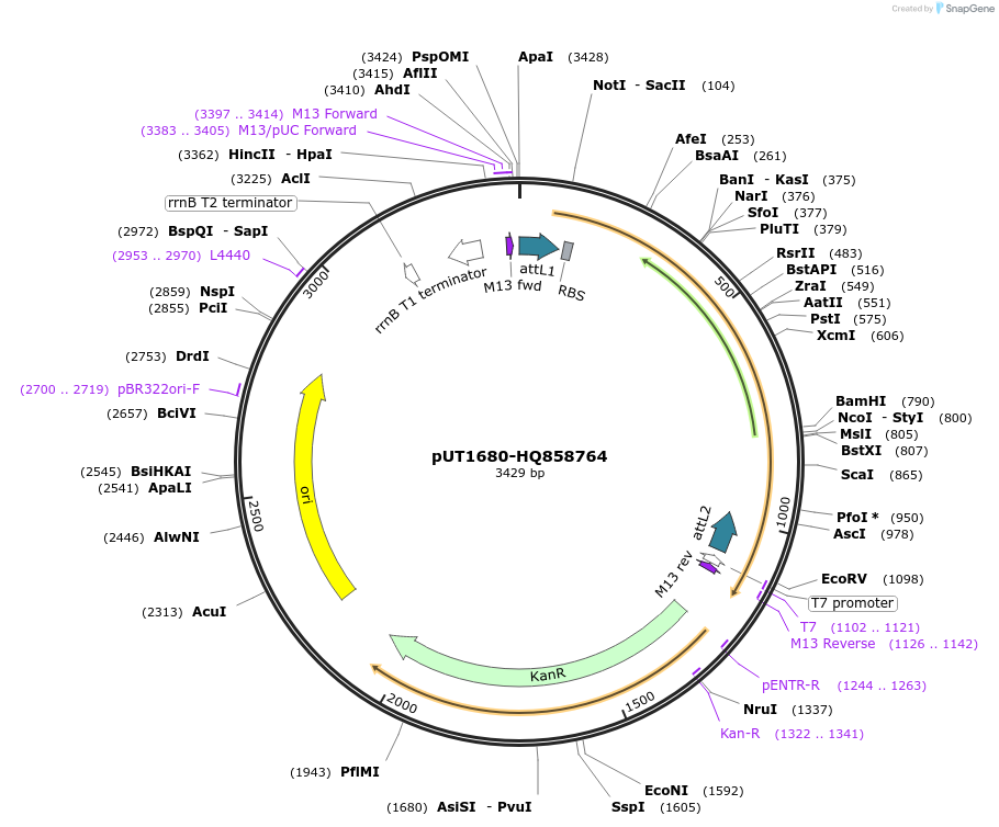 27846-plasmid-map-sequence-id-13120