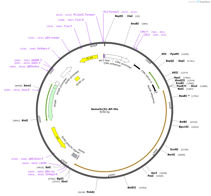 72016-plasmid-map-sequence-id-131202