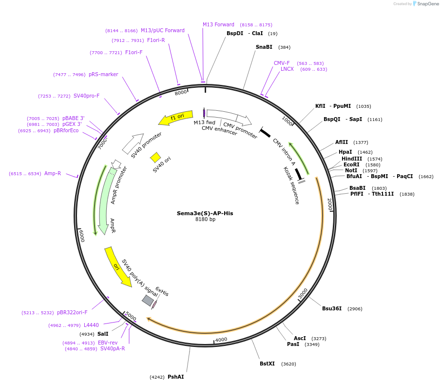 72020-plasmid-map-sequence-id-131206