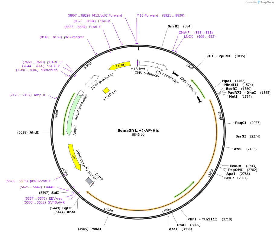 72021-plasmid-map-sequence-id-131207