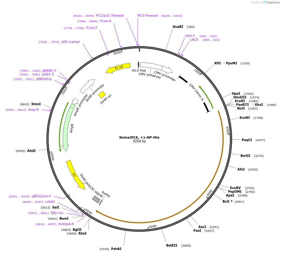 72023-plasmid-map-sequence-id-131209