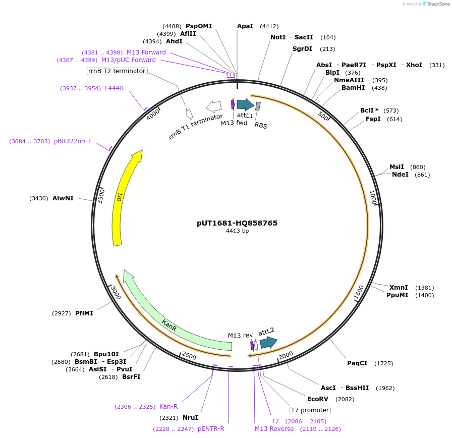 27847-plasmid-map-sequence-id-13121