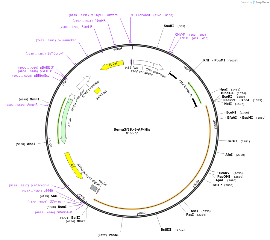 72024-plasmid-map-sequence-id-131210