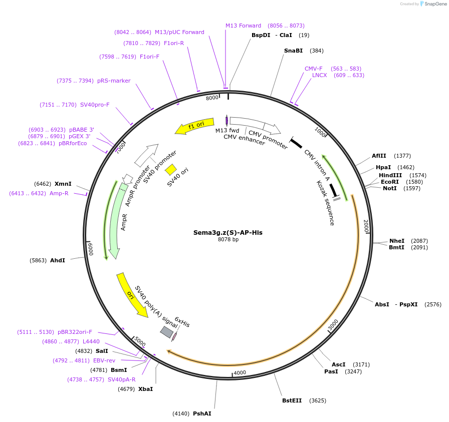 72027-plasmid-map-sequence-id-131213