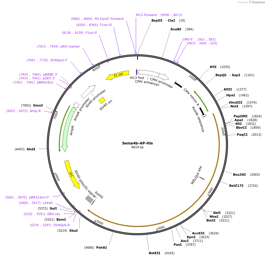 72029-plasmid-map-sequence-id-131215