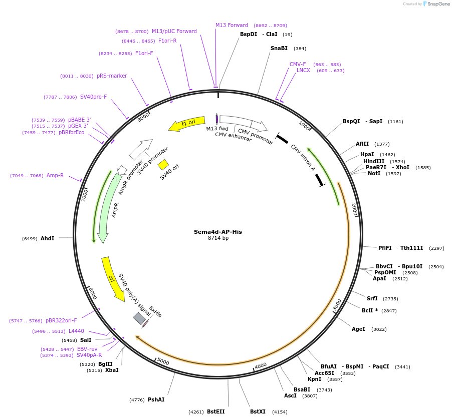 72031-plasmid-map-sequence-id-131217
