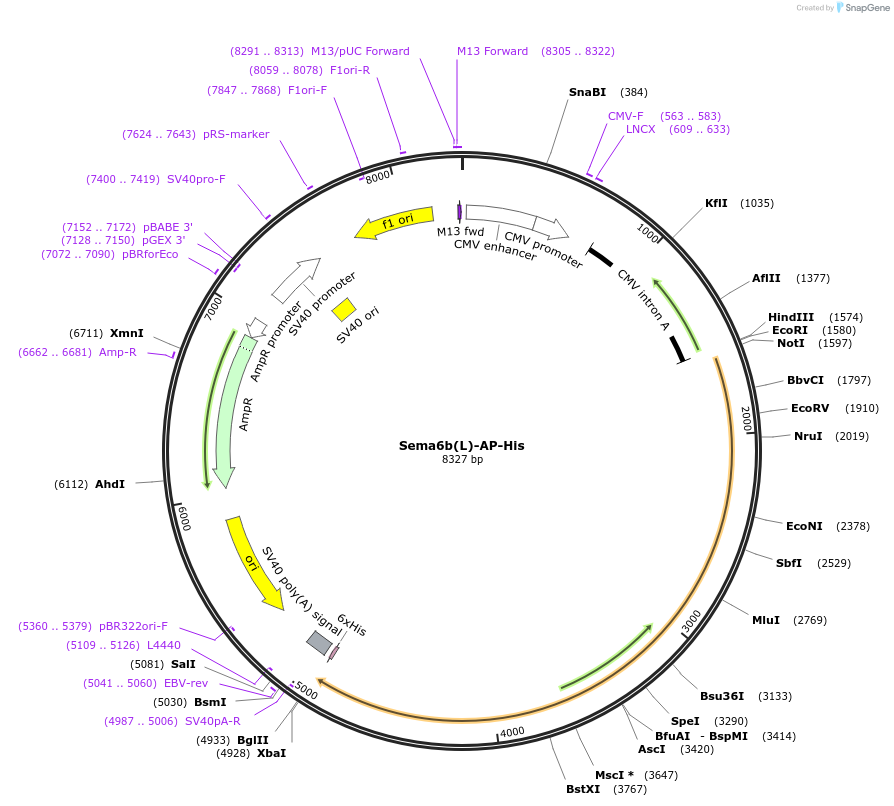 72039-plasmid-map-sequence-id-131225