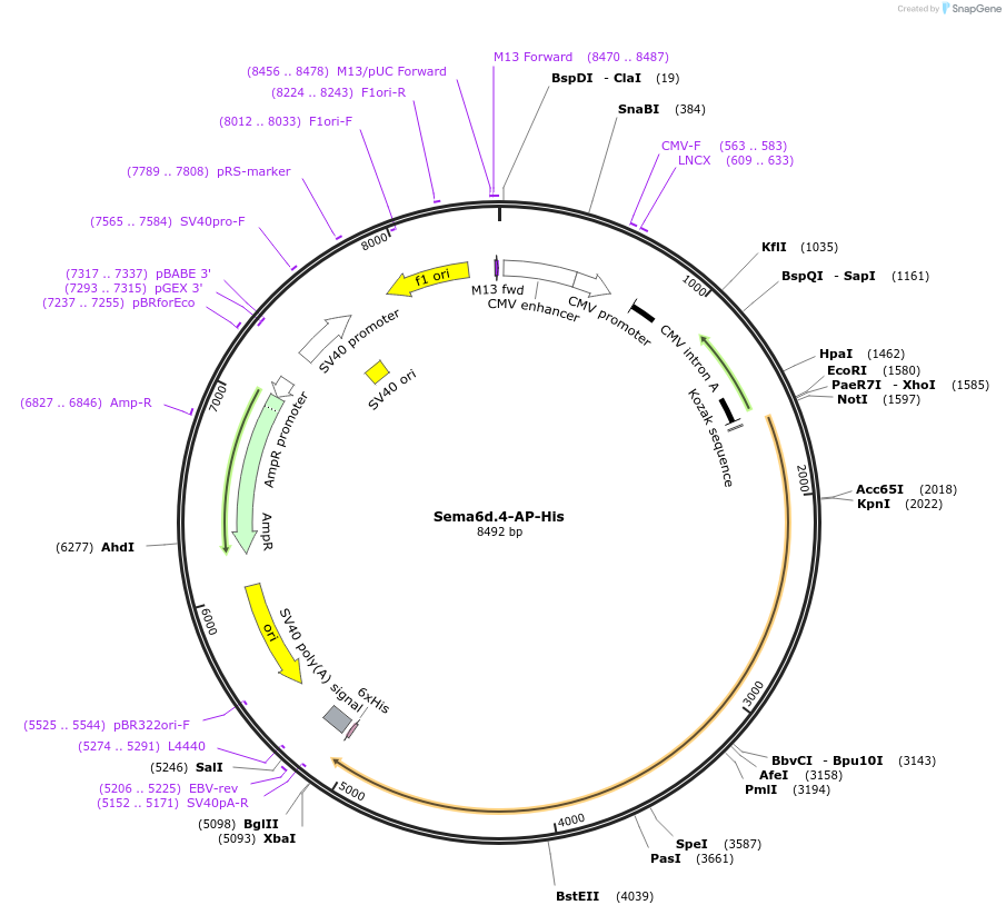 72044-plasmid-map-sequence-id-131230