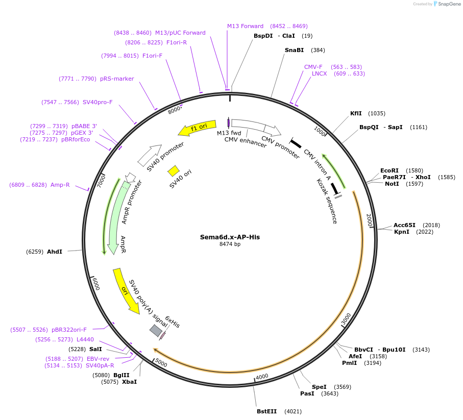 72047-plasmid-map-sequence-id-131233