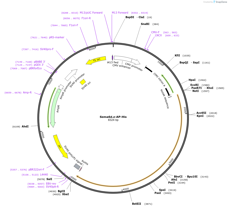 72048-plasmid-map-sequence-id-131234